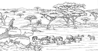 A coloring page of nature in africa